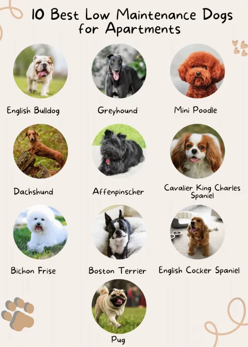 infographic of the best low maintenance dogs